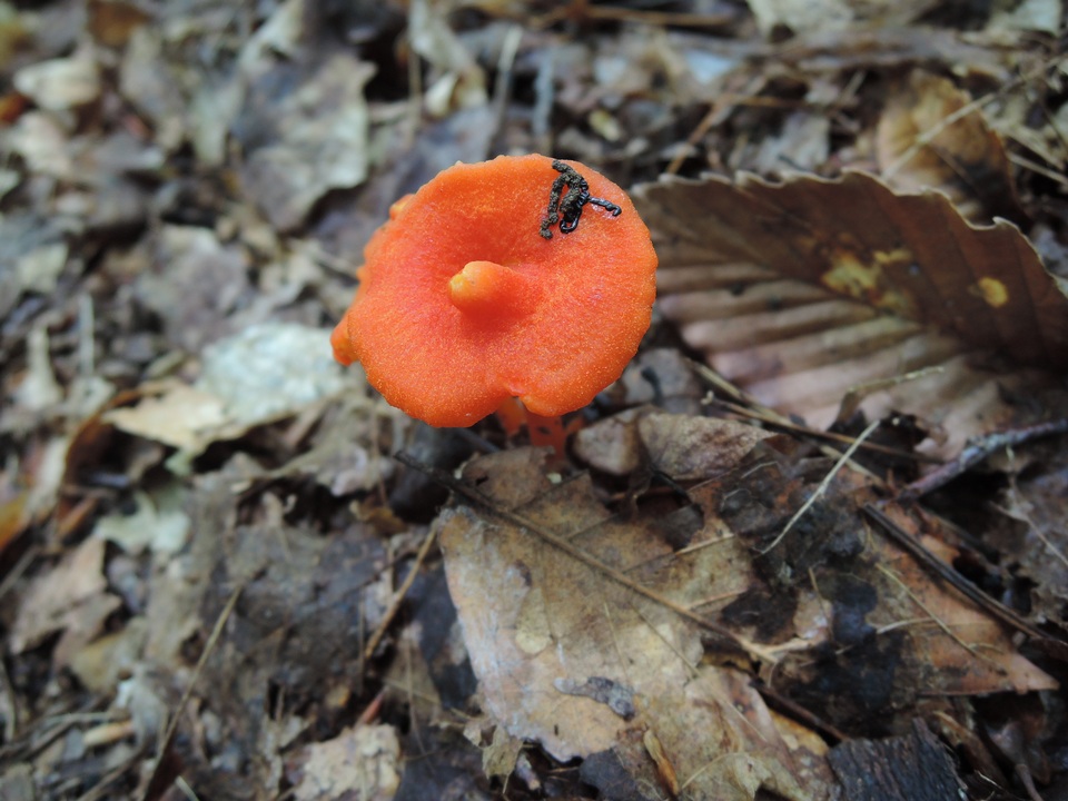 Hygrocybe subpapillata image