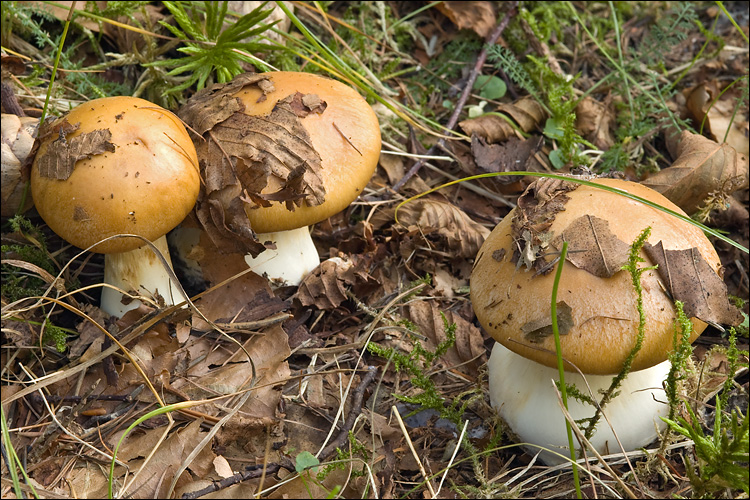 Cortinarius allutus image