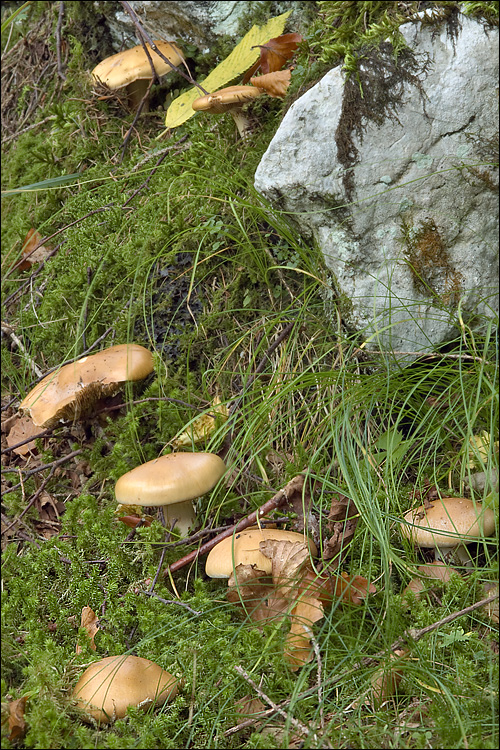 Cortinarius allutus image