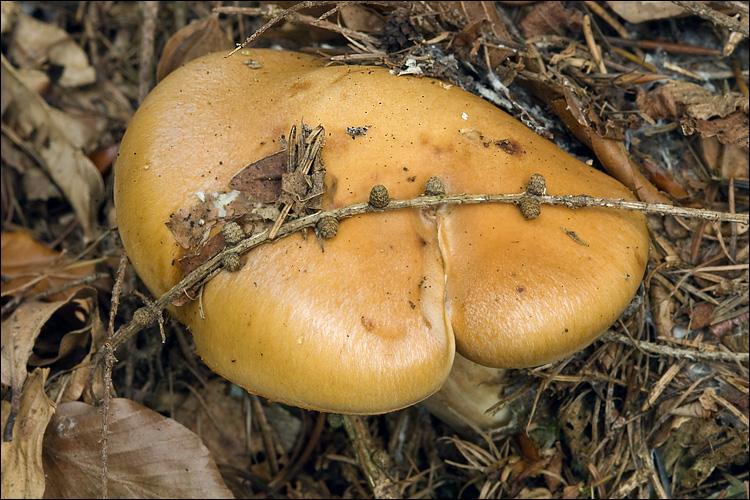 Cortinarius allutus image
