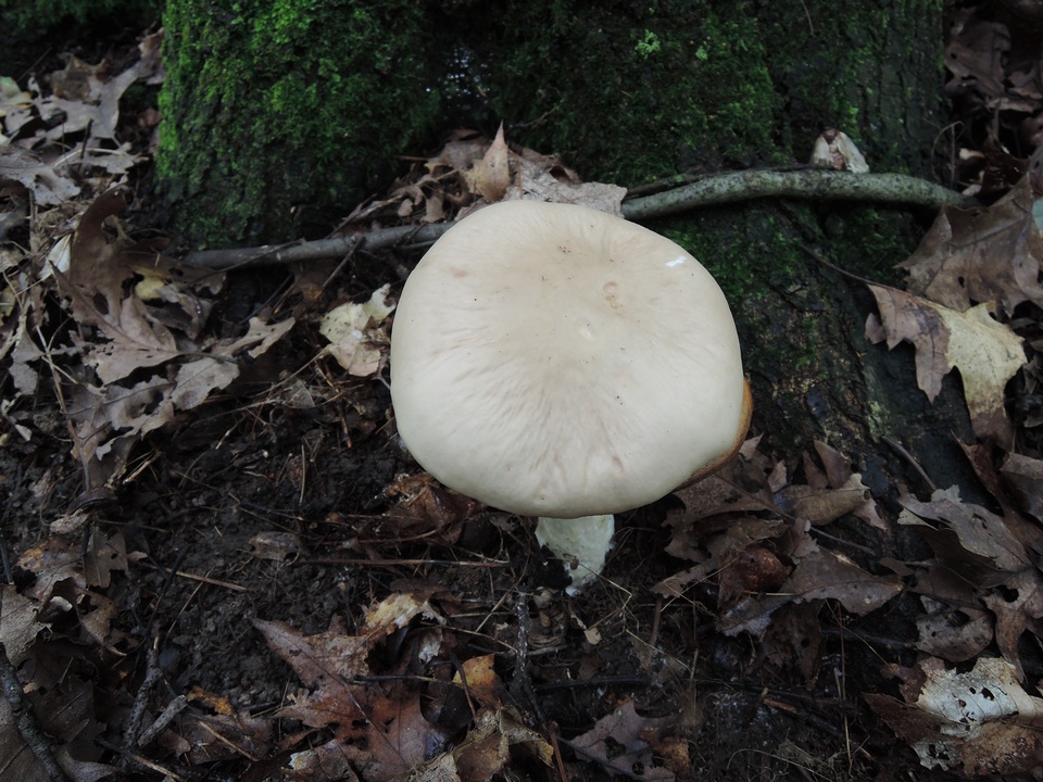 Entoloma whiteae image