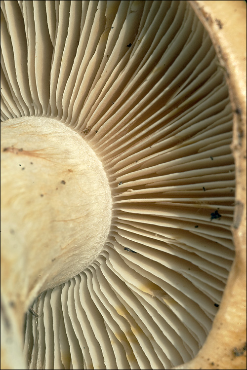 Cortinarius allutus image