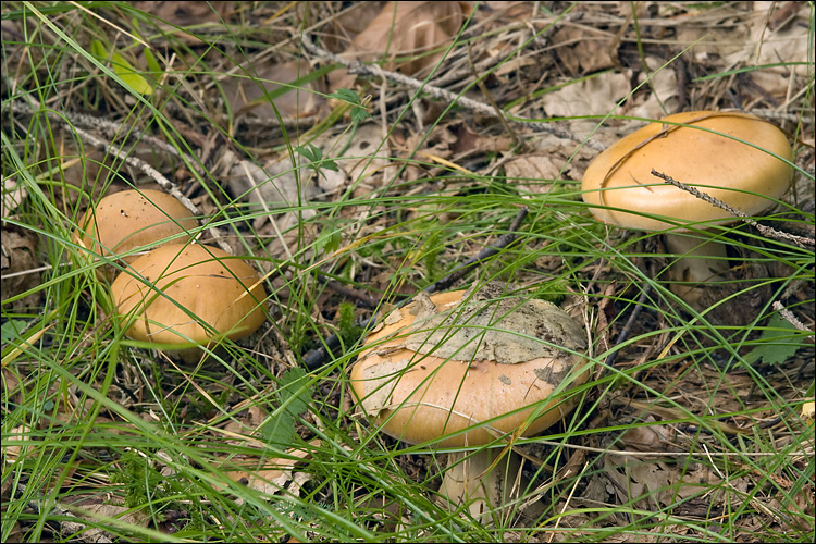 Cortinarius allutus image