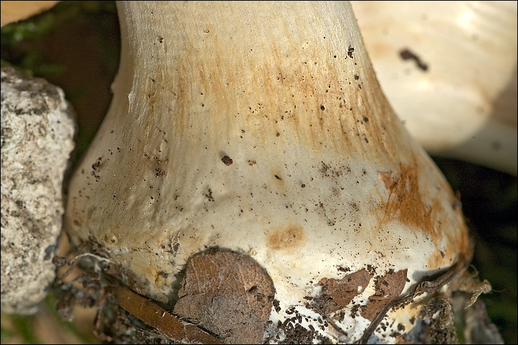 Cortinarius allutus image