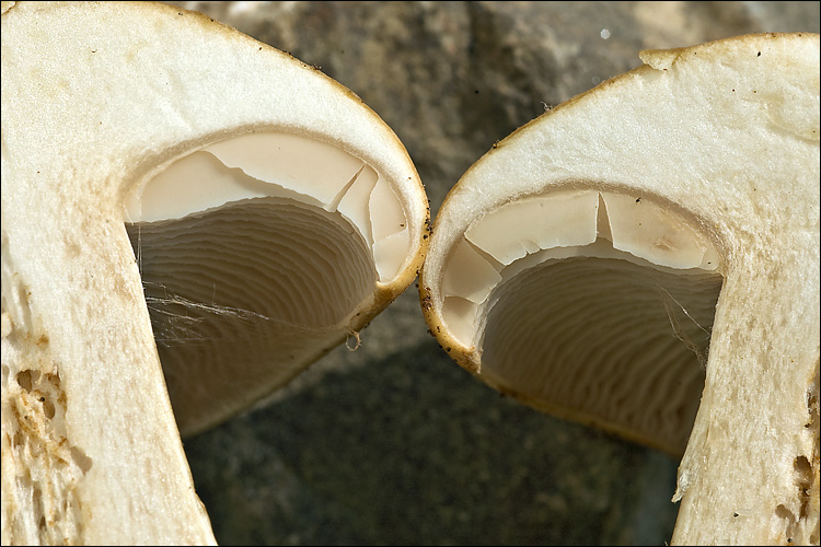 Cortinarius allutus image
