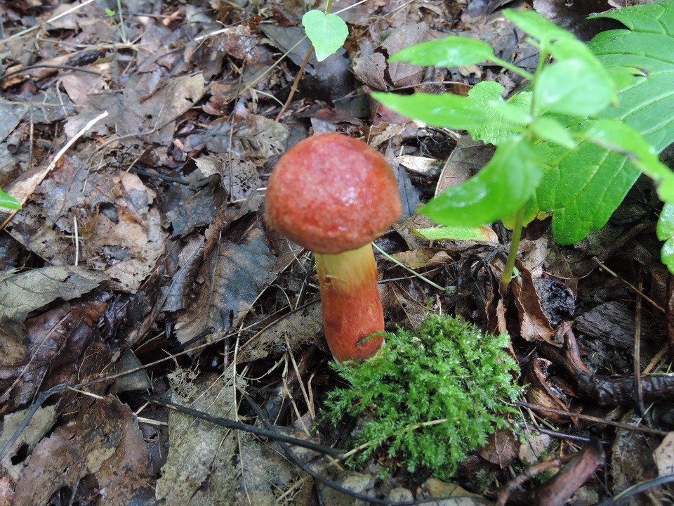 Baorangia rufomaculata image