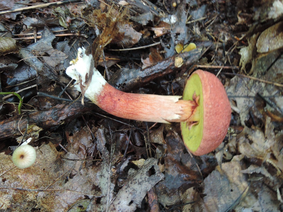Baorangia rufomaculata image