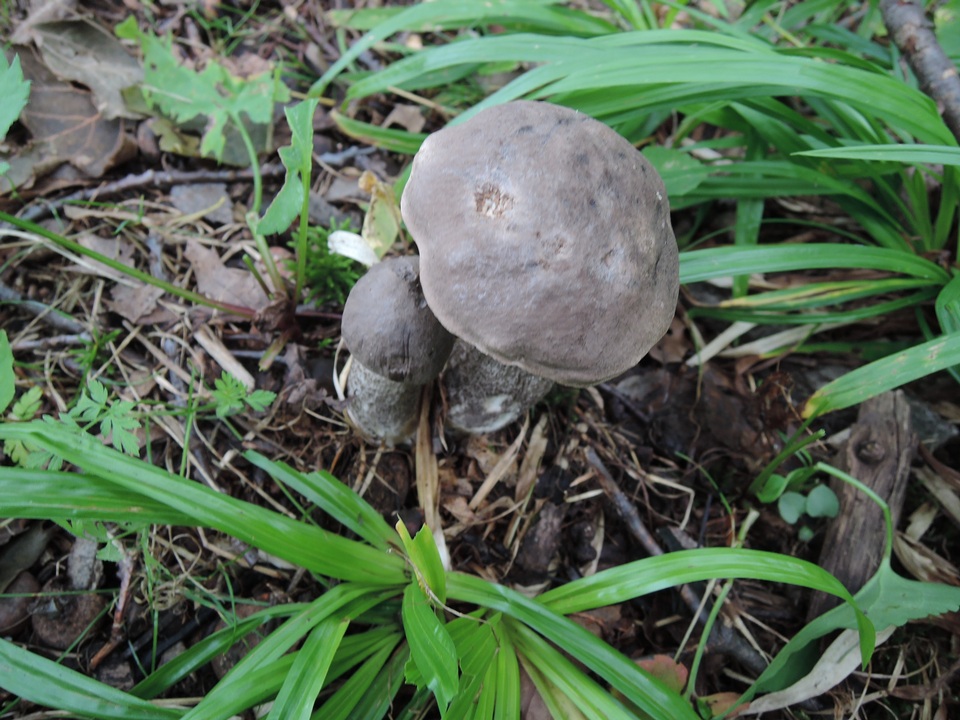 Leccinum griseonigrum image