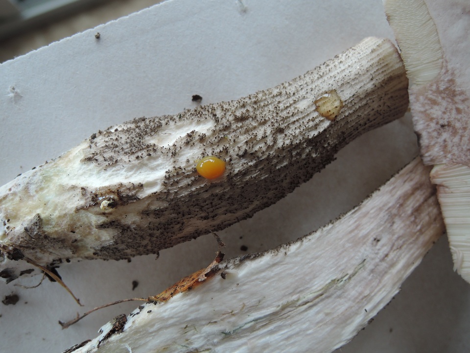 Leccinum griseonigrum image