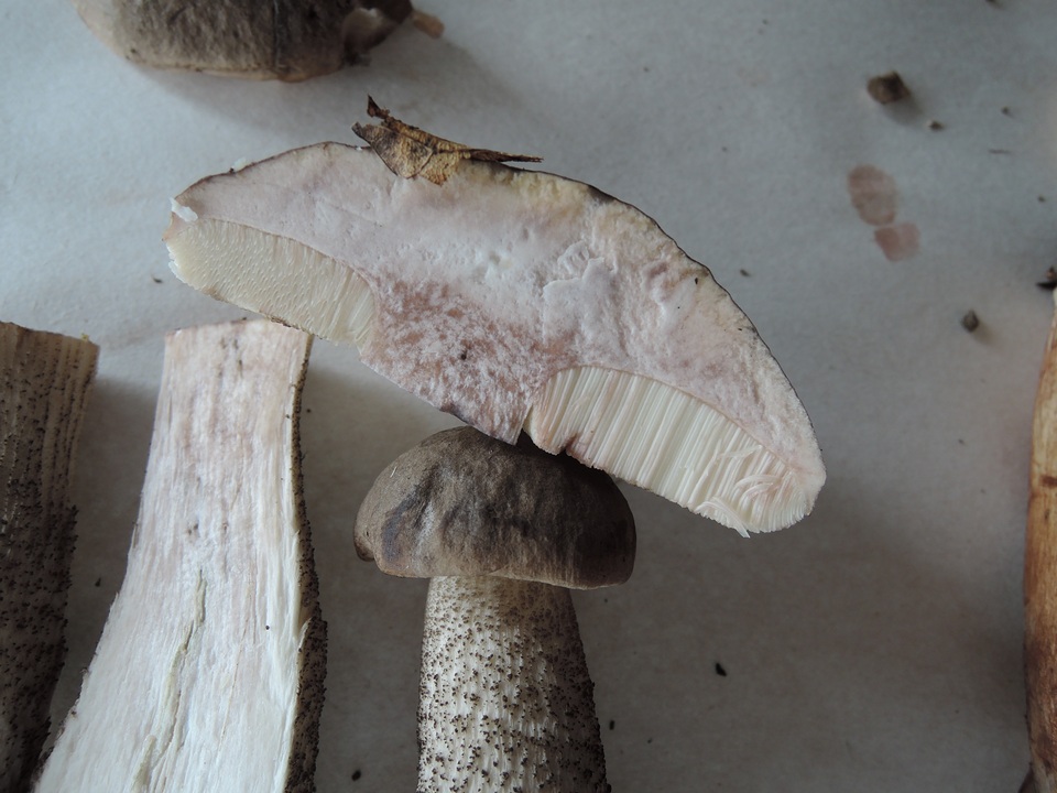 Leccinum griseonigrum image