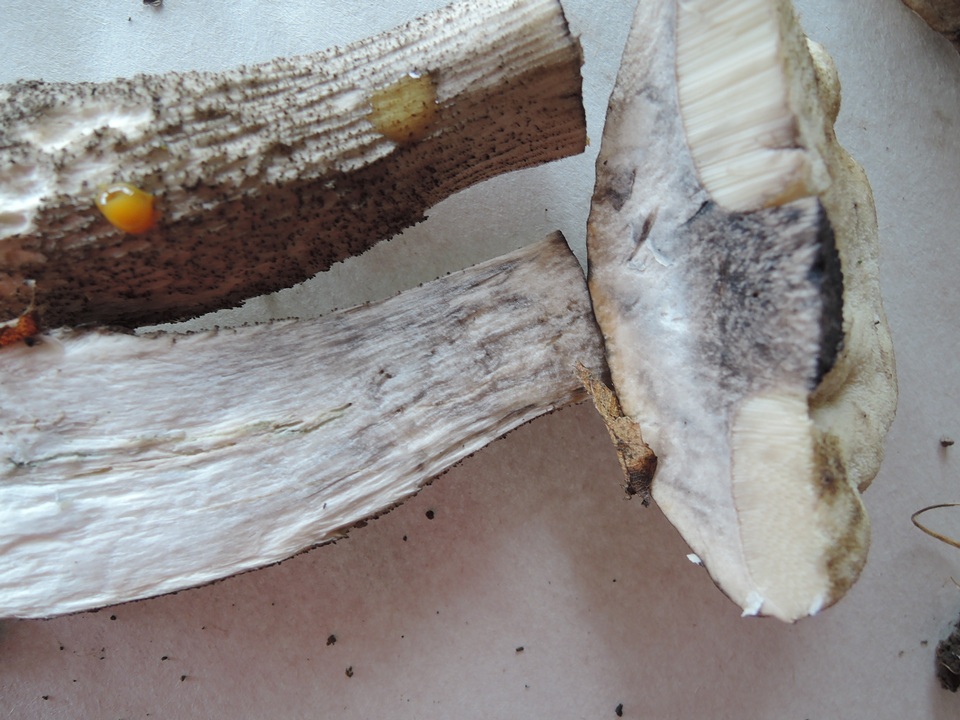 Leccinum griseonigrum image