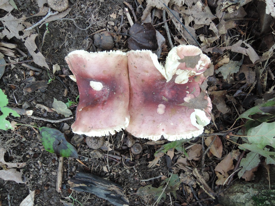 Russula faginea image