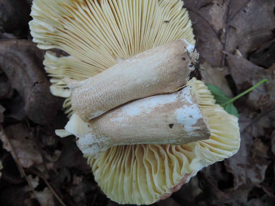 Russula faginea image