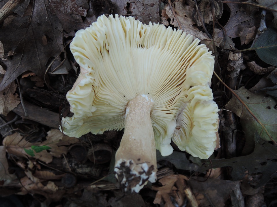 Russula faginea image