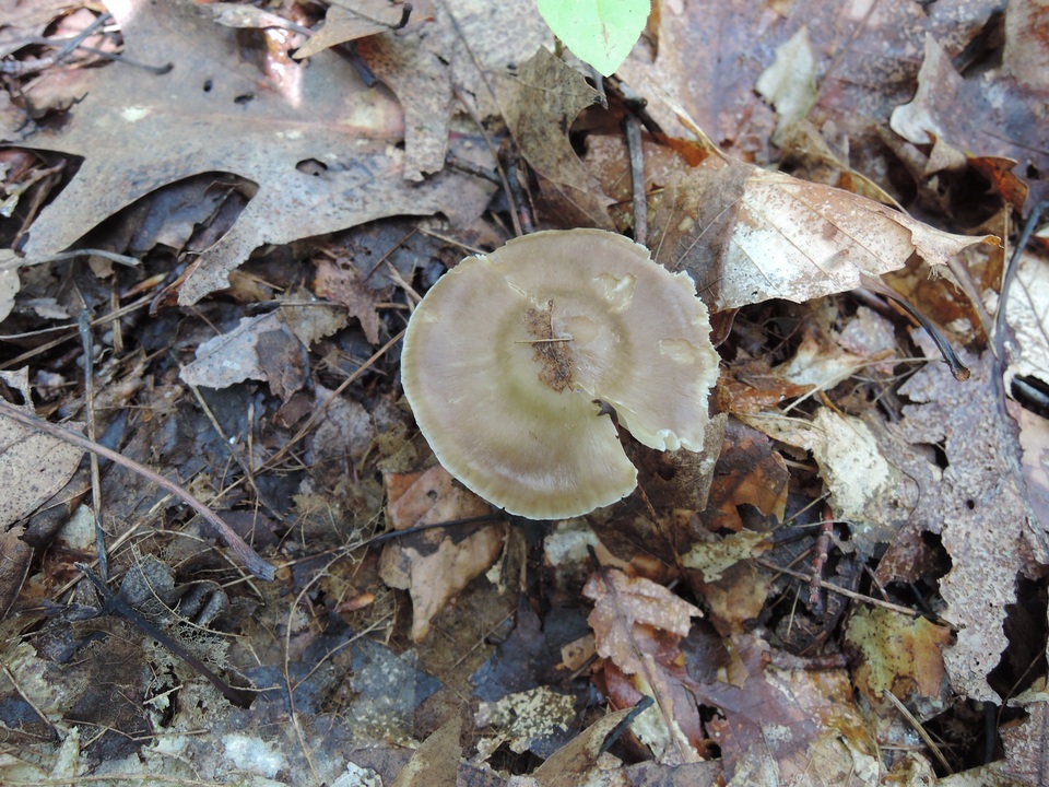 Hygrocybe deceptiva image