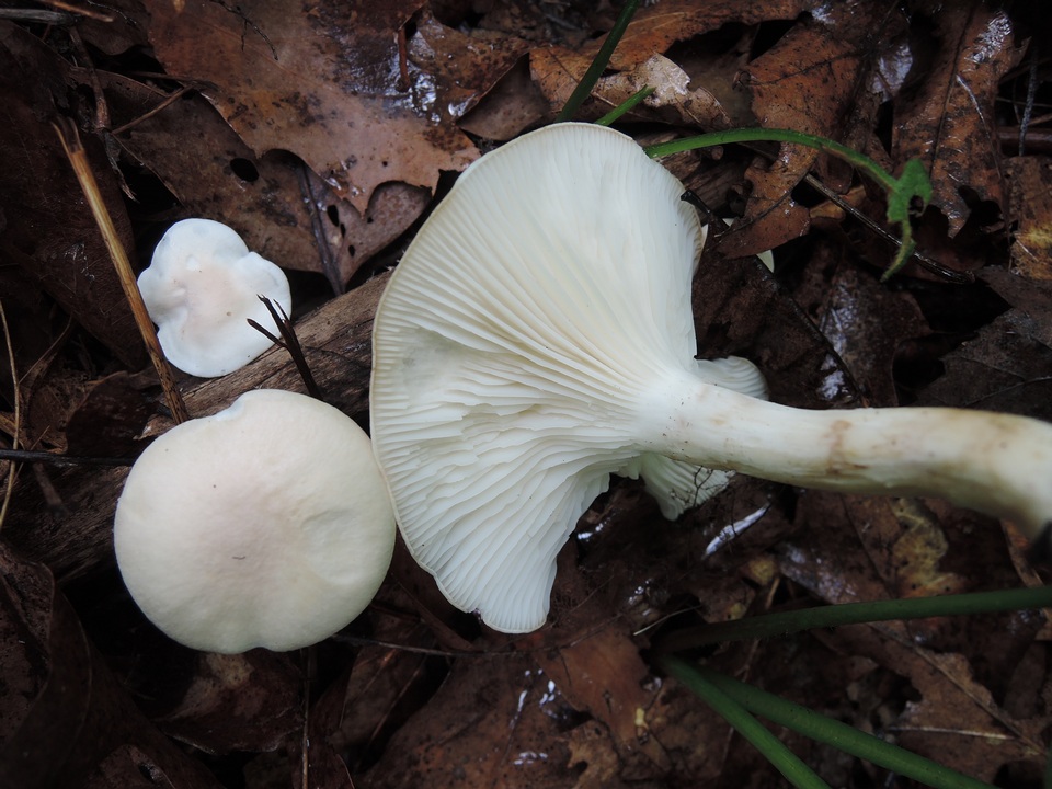 Hygrocybe pratensis var. pallida image