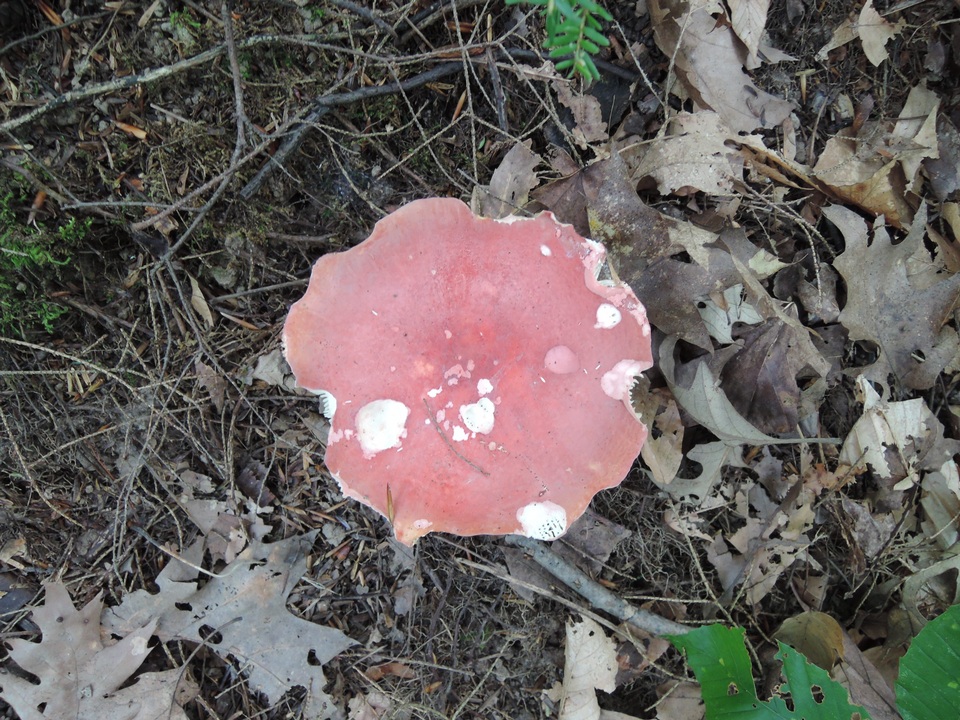 Russula flavisiccans image