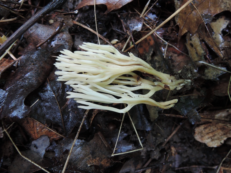 Ramariopsis subtilis image