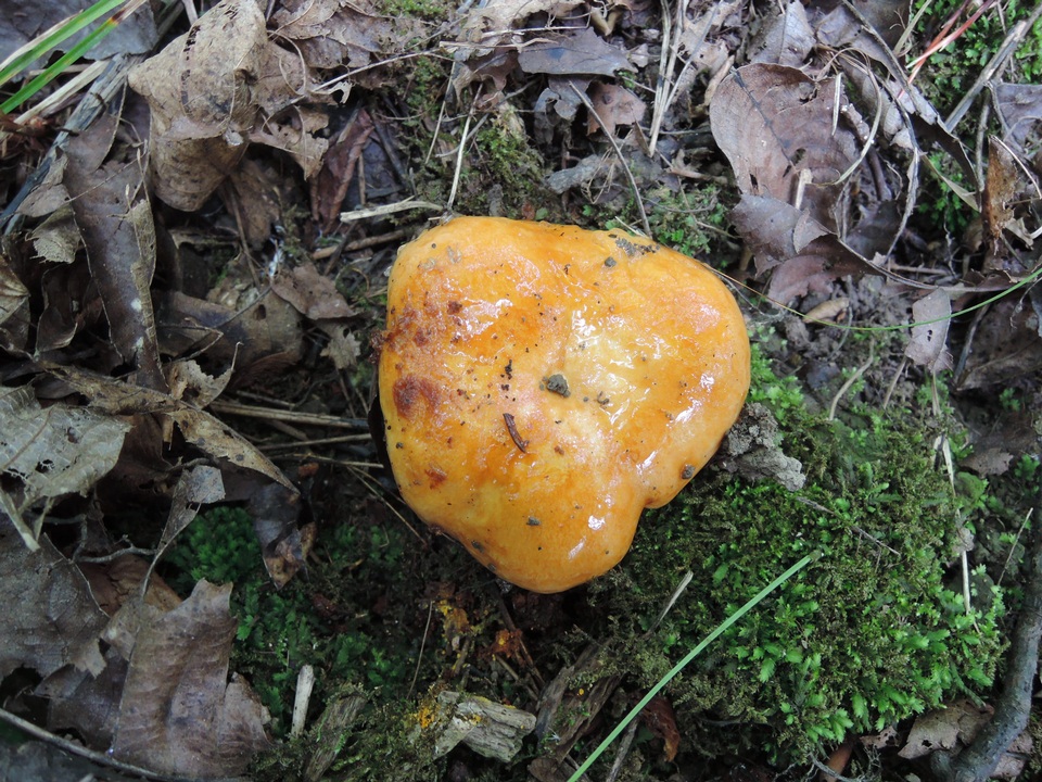 Lactarius agglutinatus image