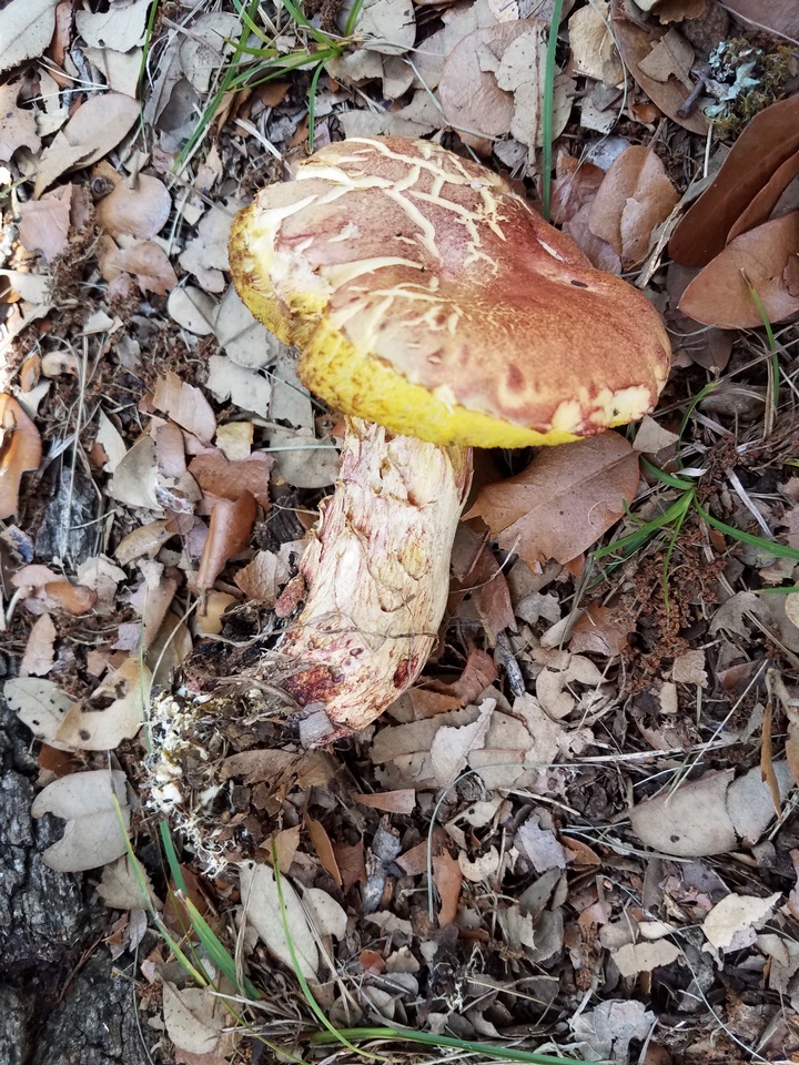 Pulchroboletus rubricitrinus image