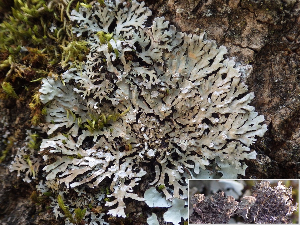 Physconia venusta image