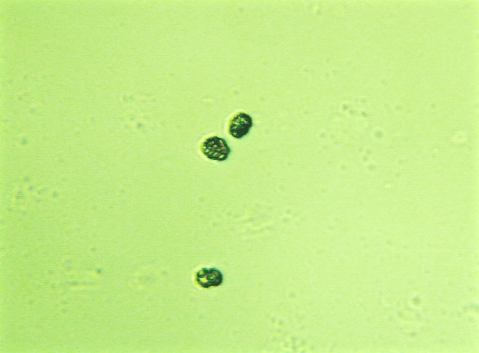 Leptonia cyanea var. occidentalis image