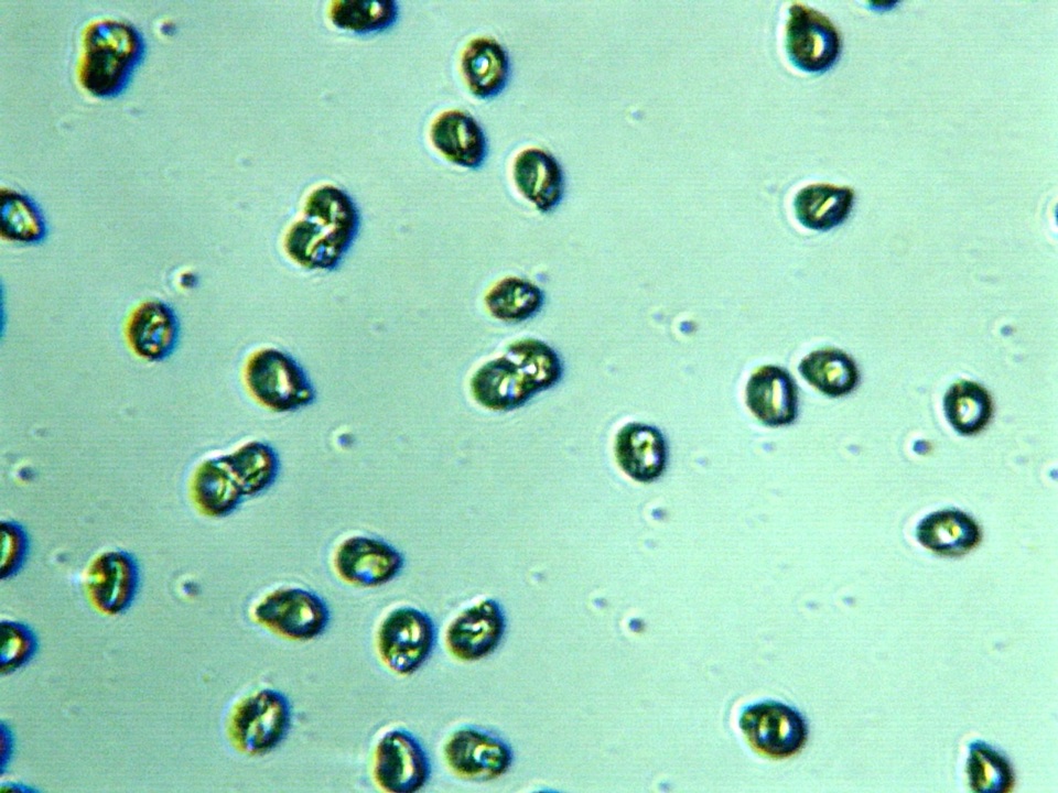 Inocybe hirsuta var. maxima image