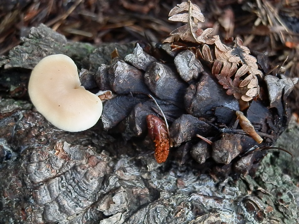 Lentinellus cystidiosus image