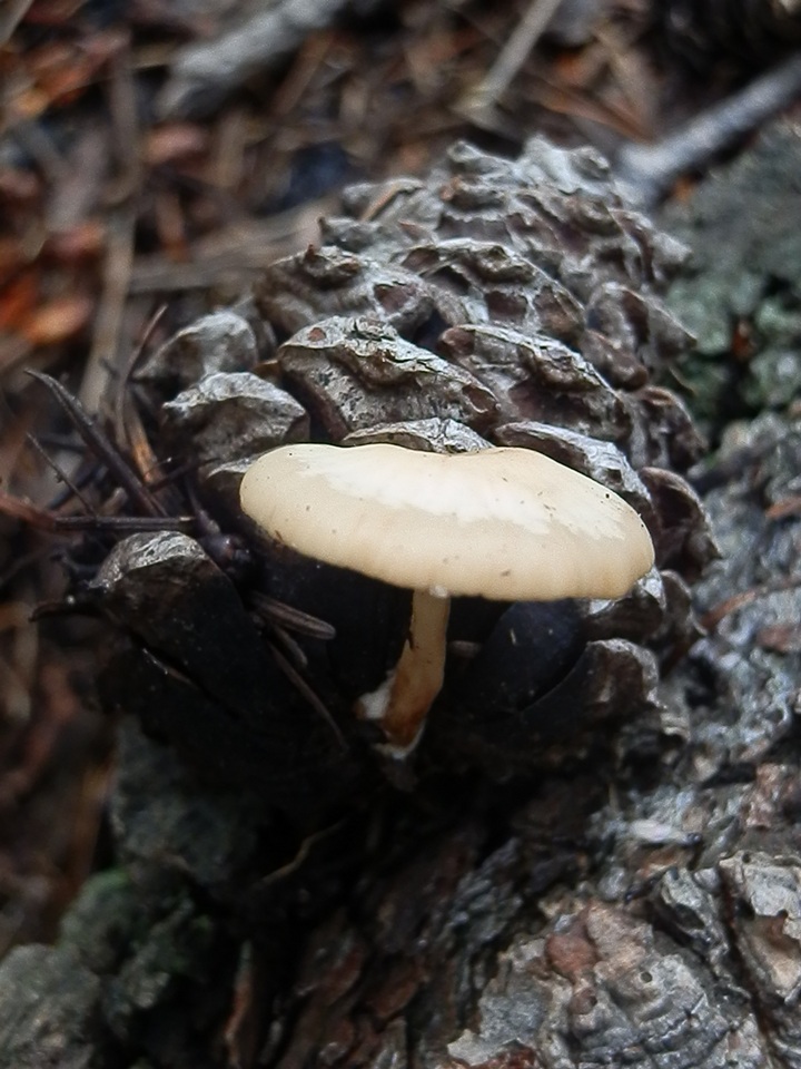 Lentinellus cystidiosus image