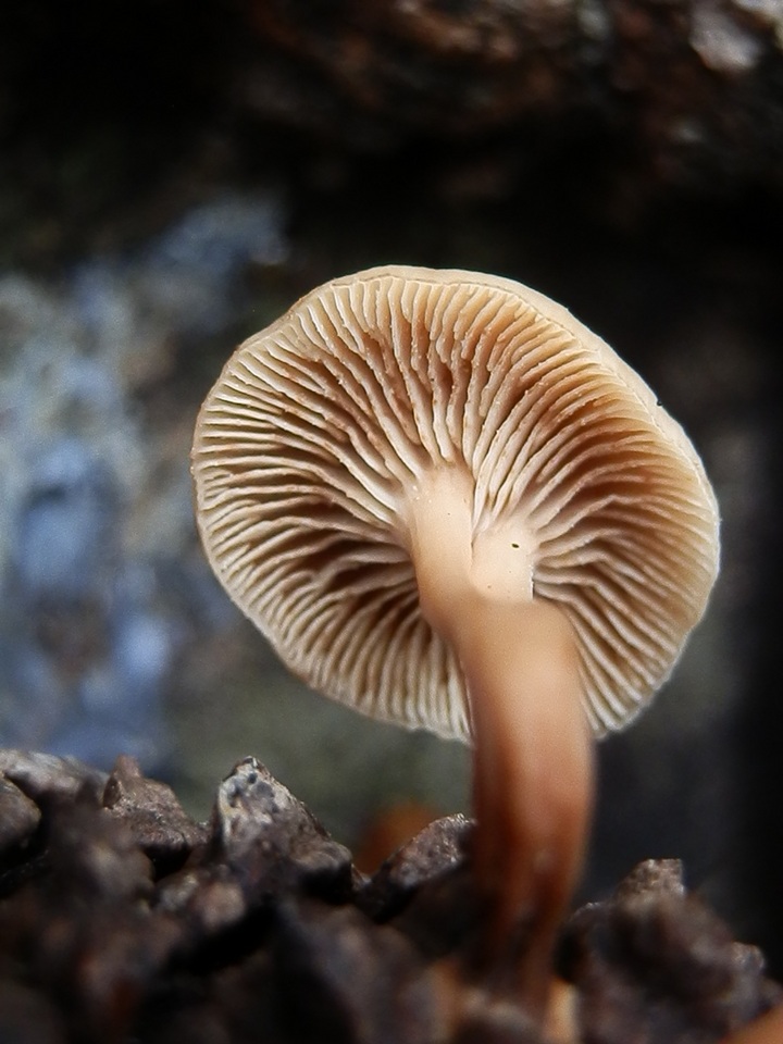 Lentinellus cystidiosus image