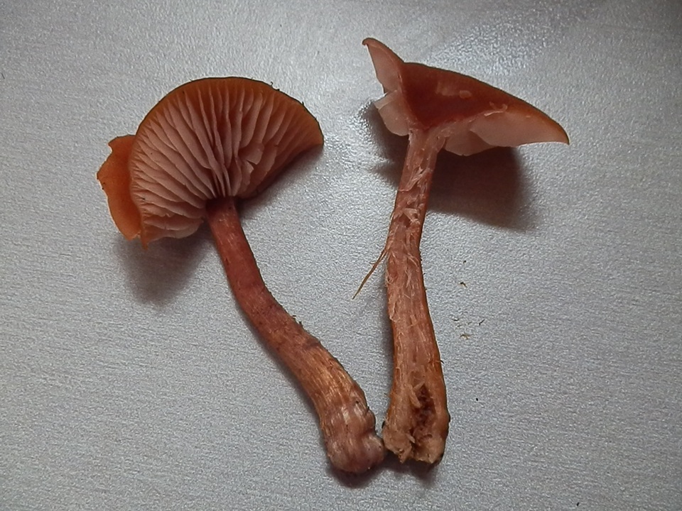 Laccaria trichodermophora image