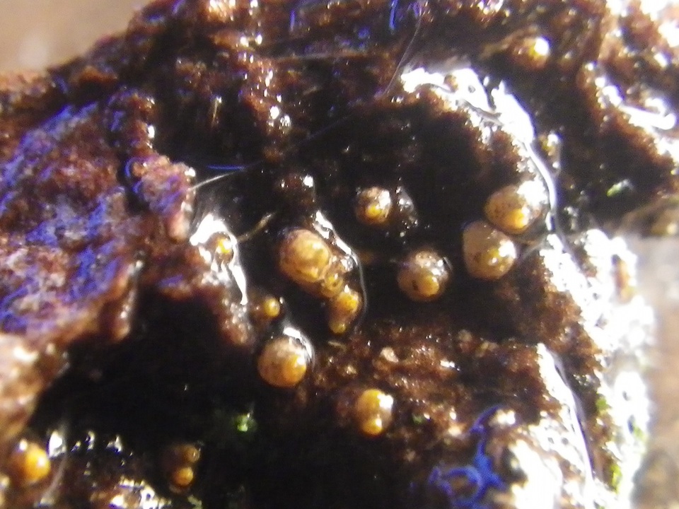 Pseudotrichia viburnicola image