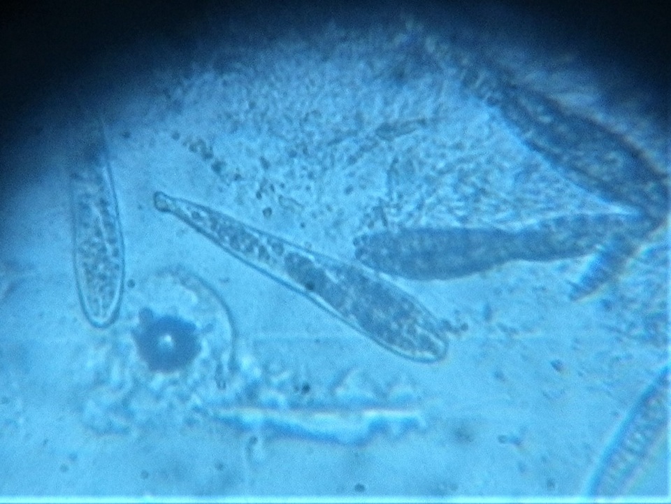 Pseudotrichia viburnicola image