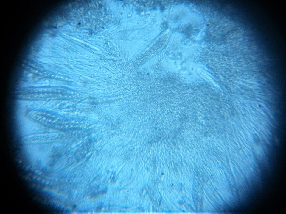 Pseudotrichia image