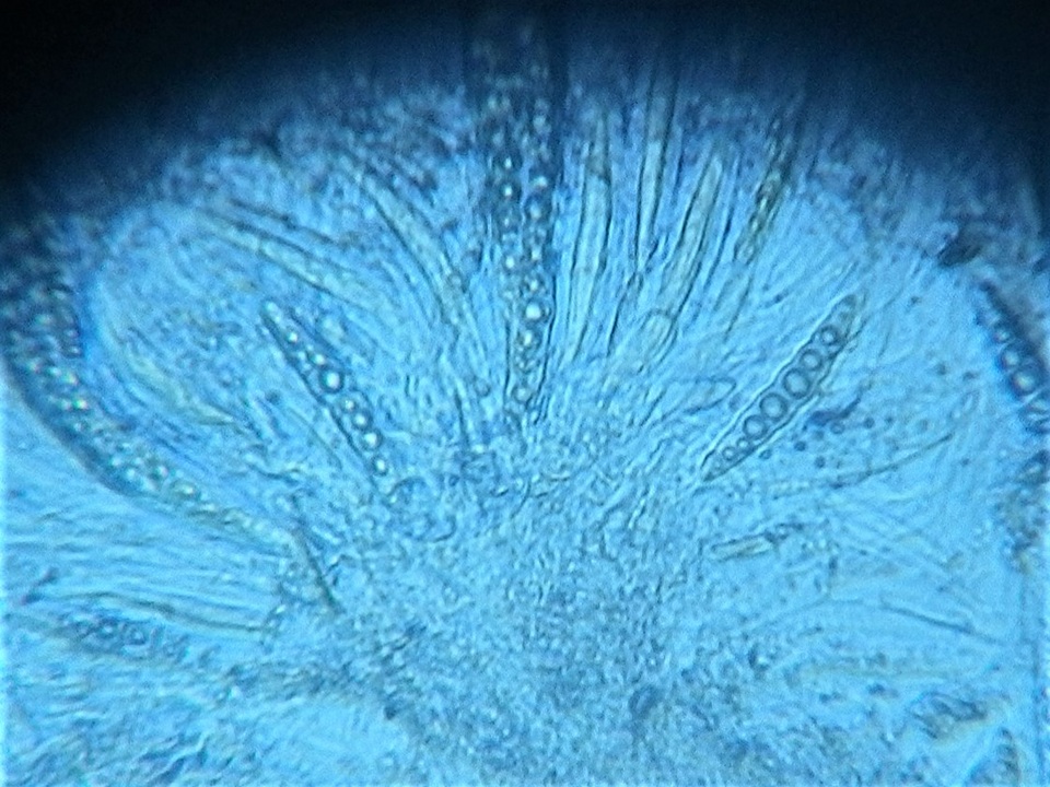 Pseudotrichia viburnicola image