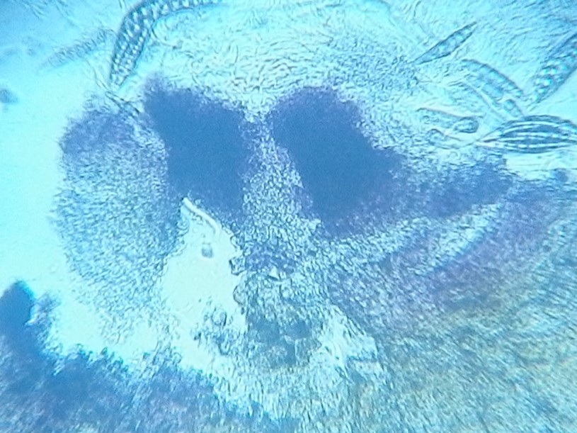 Pseudotrichia image