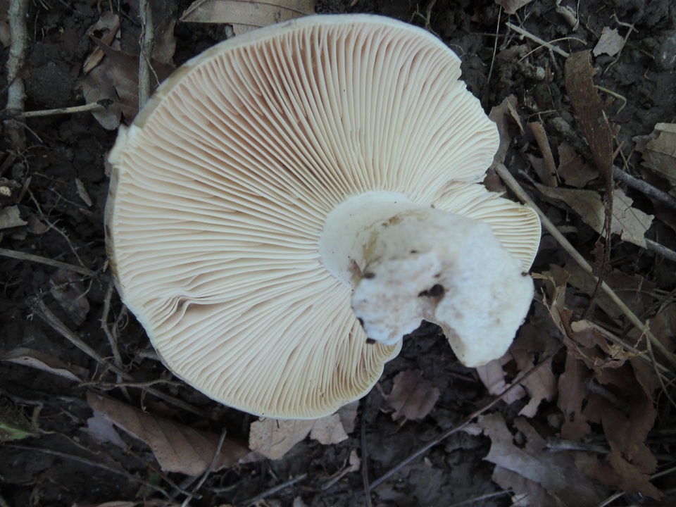 Russula michiganensis image