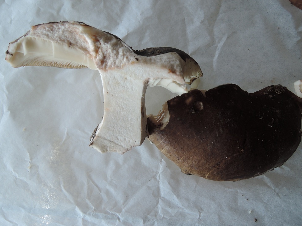Russula michiganensis image