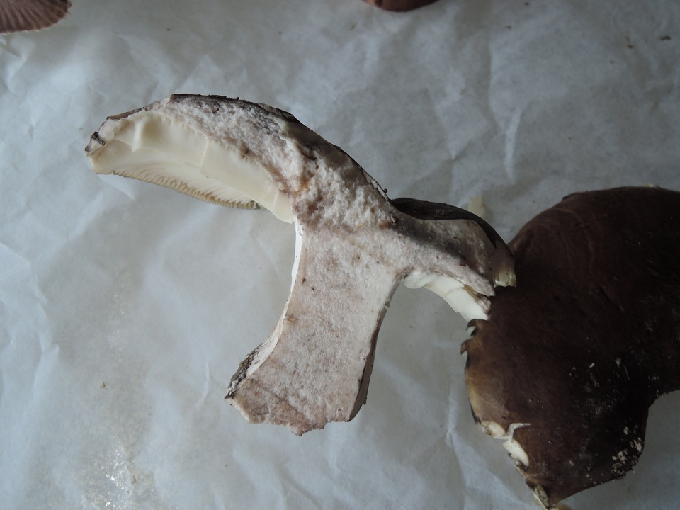 Russula michiganensis image