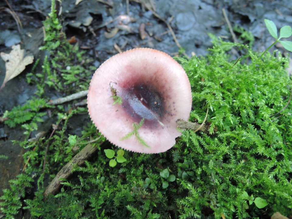 Russula alnetorum image