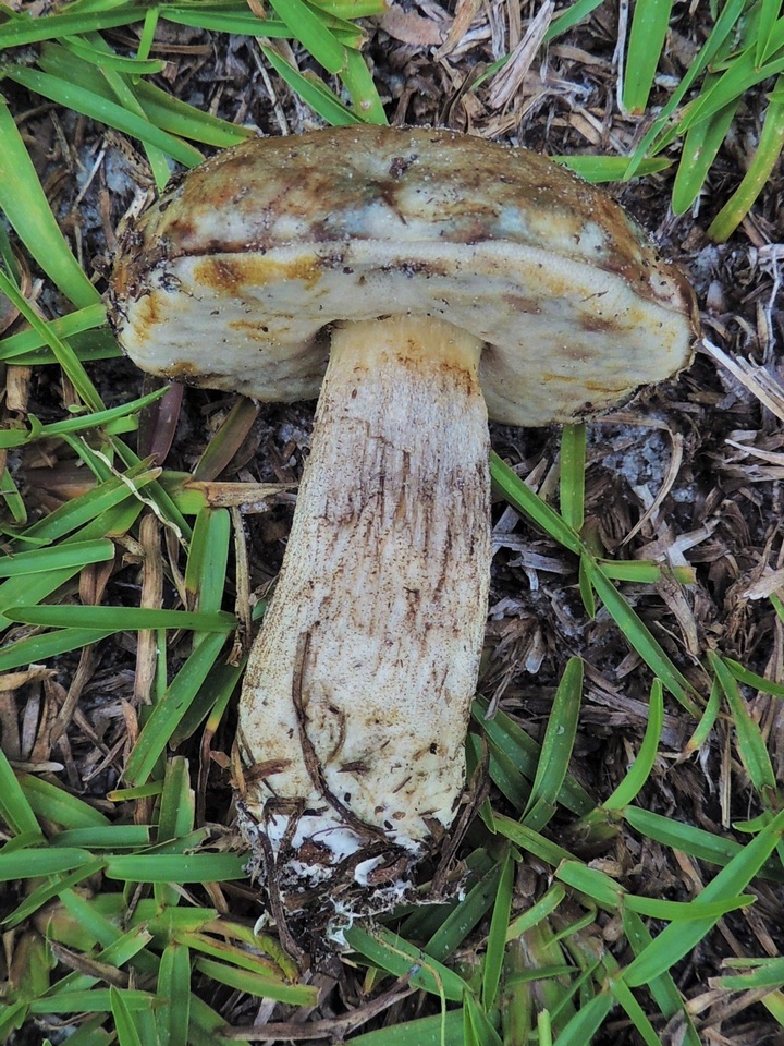 Leccinum chalybaeum image