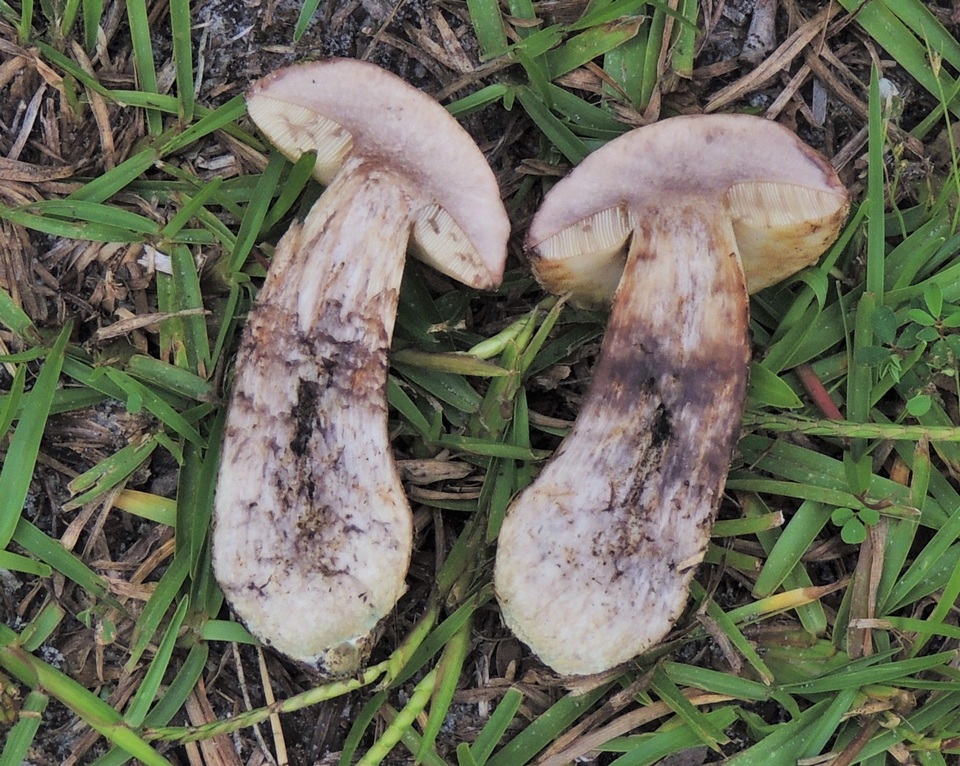 Leccinum chalybaeum image