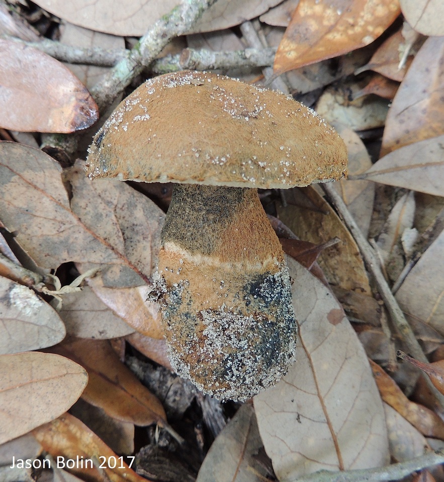 Gyroporus cyanescens var. cyanescens image