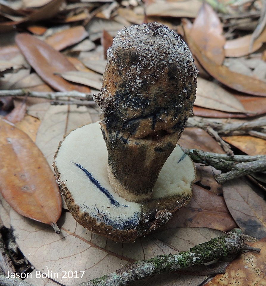 Gyroporus cyanescens var. cyanescens image