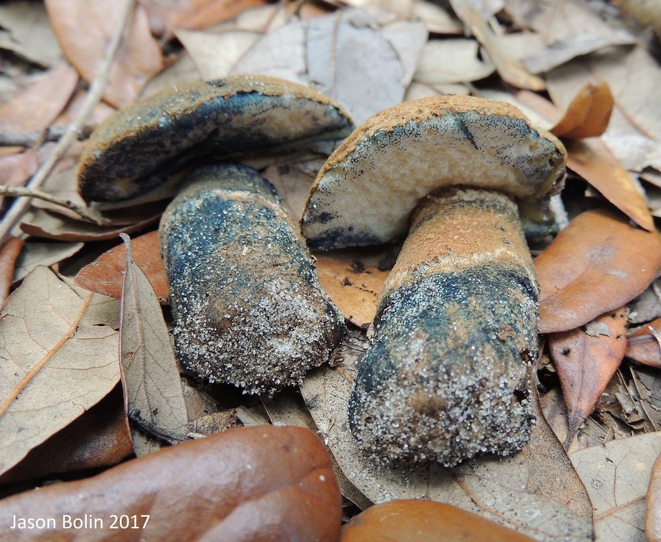 Gyroporus cyanescens var. cyanescens image