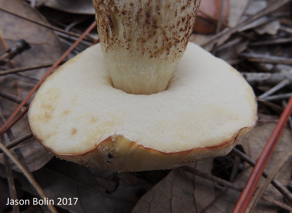 Leccinum chalybaeum image