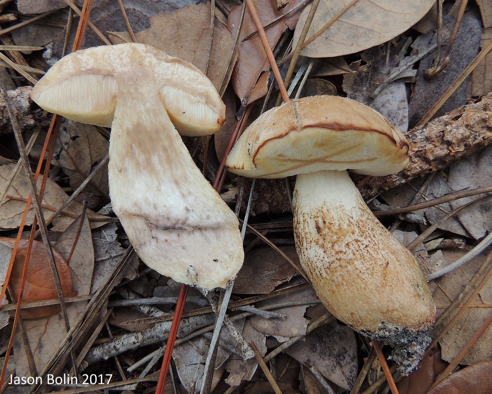 Leccinum chalybaeum image