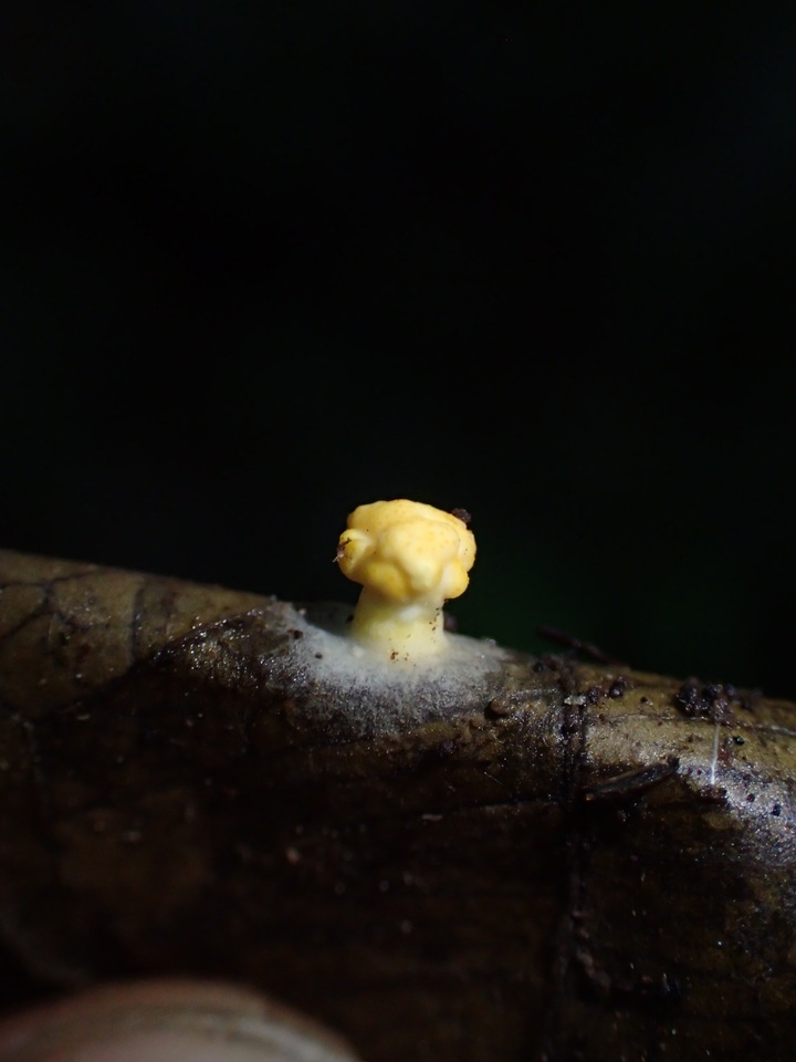 Moelleriella basicystis image