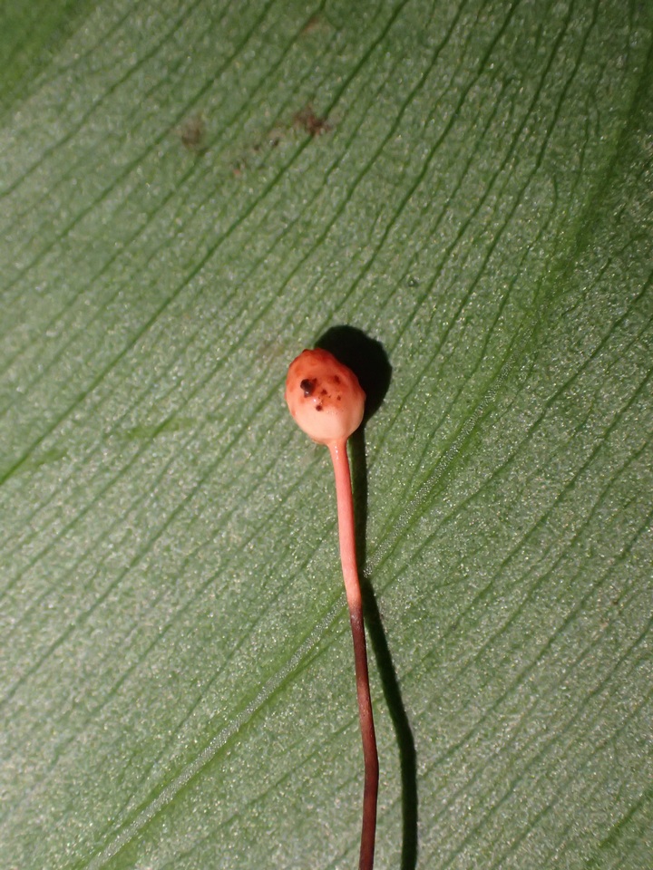 Ophiocordyceps australis image