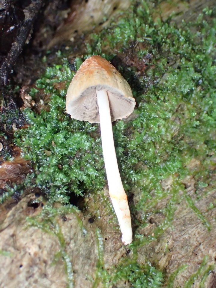 Coprinopsis mexicana image